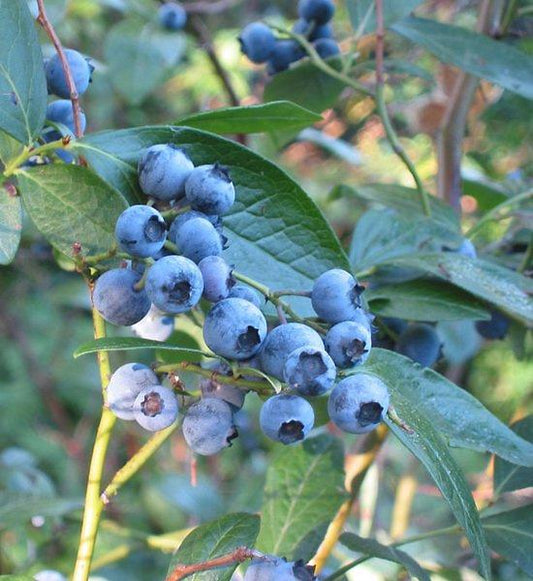 Blueberry, Vaccinium Corymbosum - View 1 from www redcrocus com