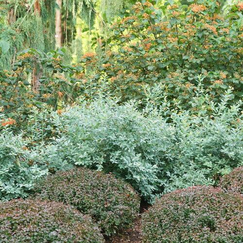 Blueberry, Vaccinium Corymbosum - View 21 from www redcrocus com