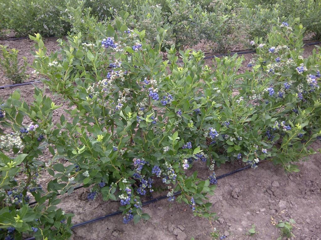 Blueberry, Vaccinium Corymbosum - View 22 from www redcrocus com