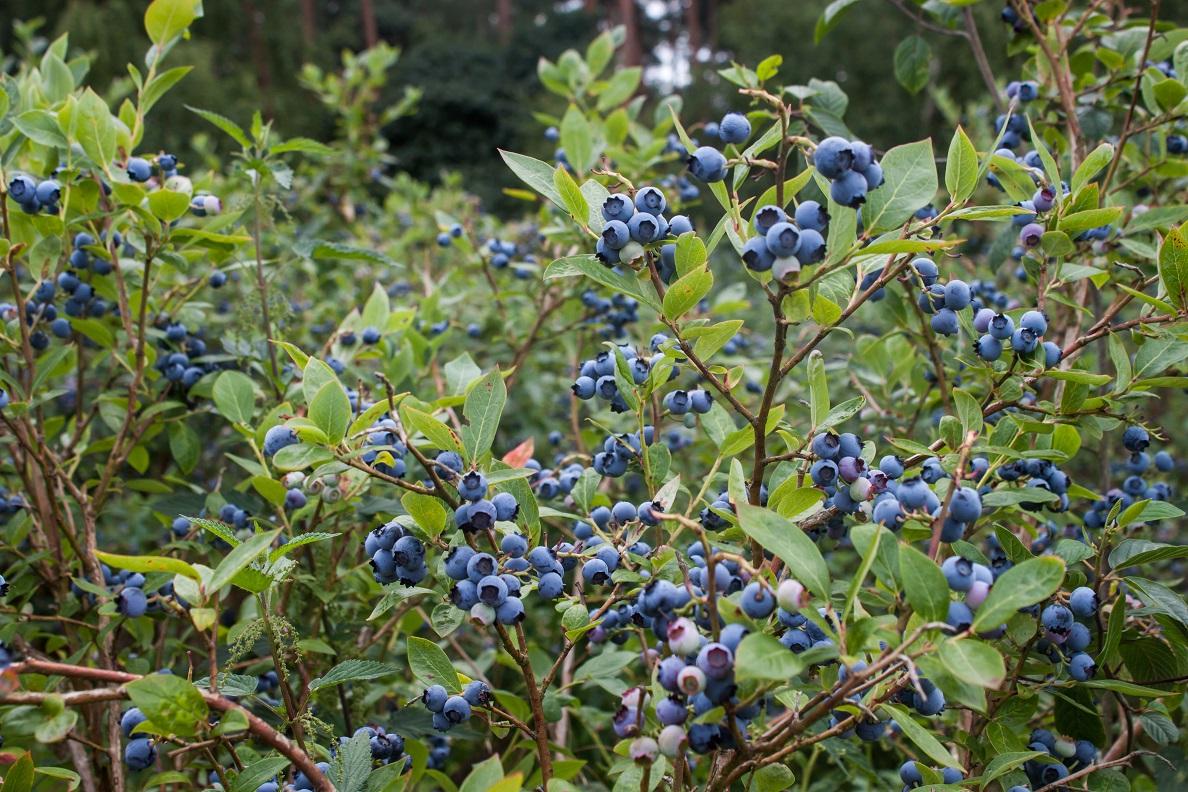 Blueberry, Vaccinium Corymbosum - View 25 from www redcrocus com
