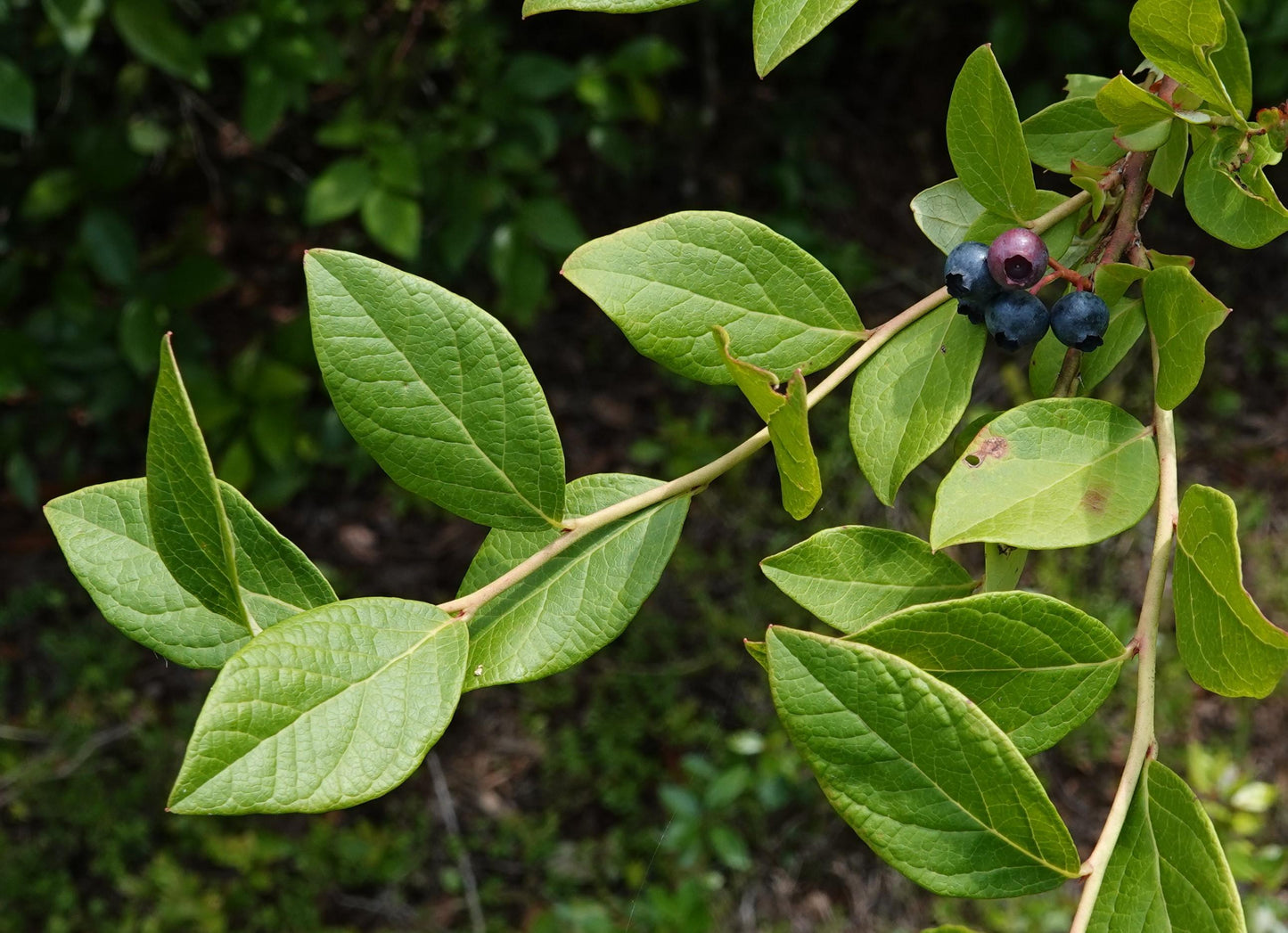 Blueberry, Vaccinium Corymbosum - View 27 from www redcrocus com