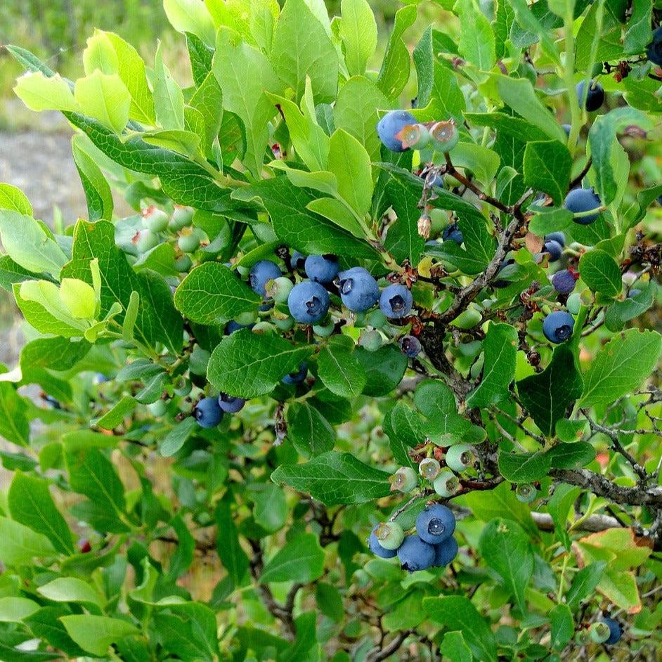 Blueberry, Vaccinium Corymbosum - View 2 from www redcrocus com