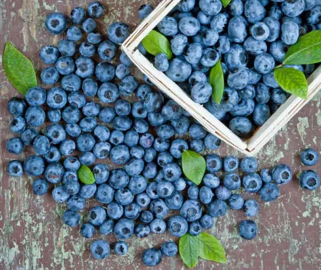 Blueberry, Vaccinium Corymbosum - View 30 from www redcrocus com