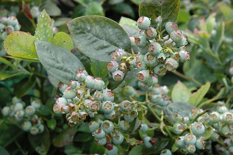 Blueberry, Vaccinium Corymbosum - View 31 from www redcrocus com