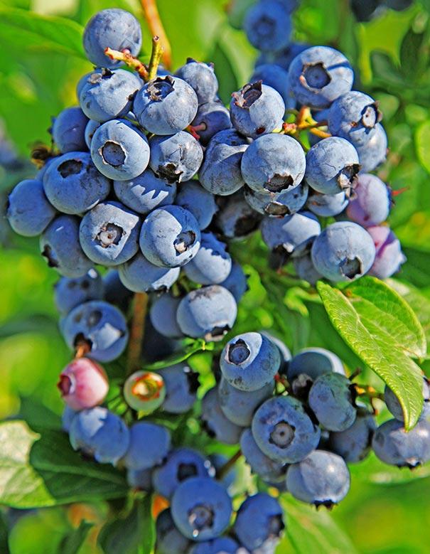 Blueberry, Vaccinium Corymbosum - View 32 from www redcrocus com