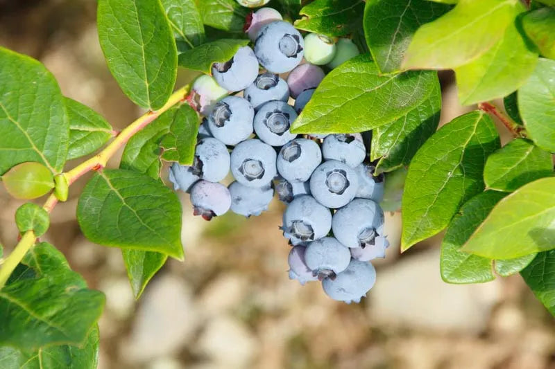Blueberry, Vaccinium Corymbosum - View 33 from www redcrocus com