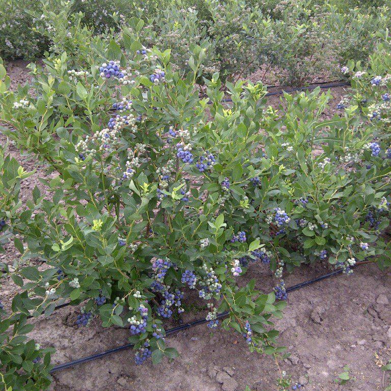 Blueberry, Vaccinium Corymbosum - View 34 from www redcrocus com