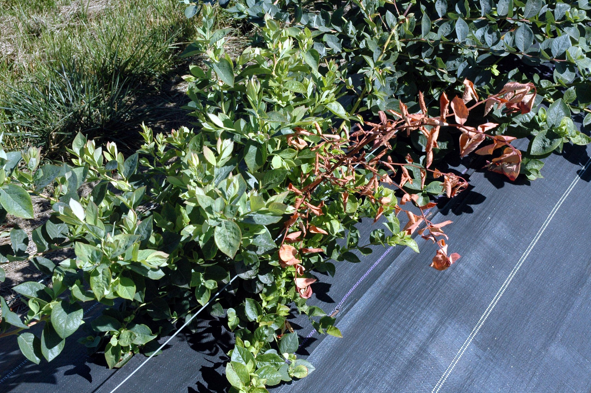 Blueberry, Vaccinium Corymbosum - View 35 from www redcrocus com