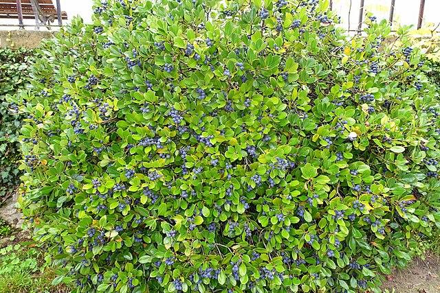 Blueberry, Vaccinium Corymbosum - View 36 from www redcrocus com