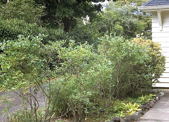 Blueberry, Vaccinium Corymbosum - View 38 from www redcrocus com