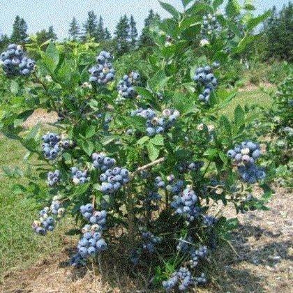 Blueberry, Vaccinium Corymbosum - View 5 from www redcrocus com