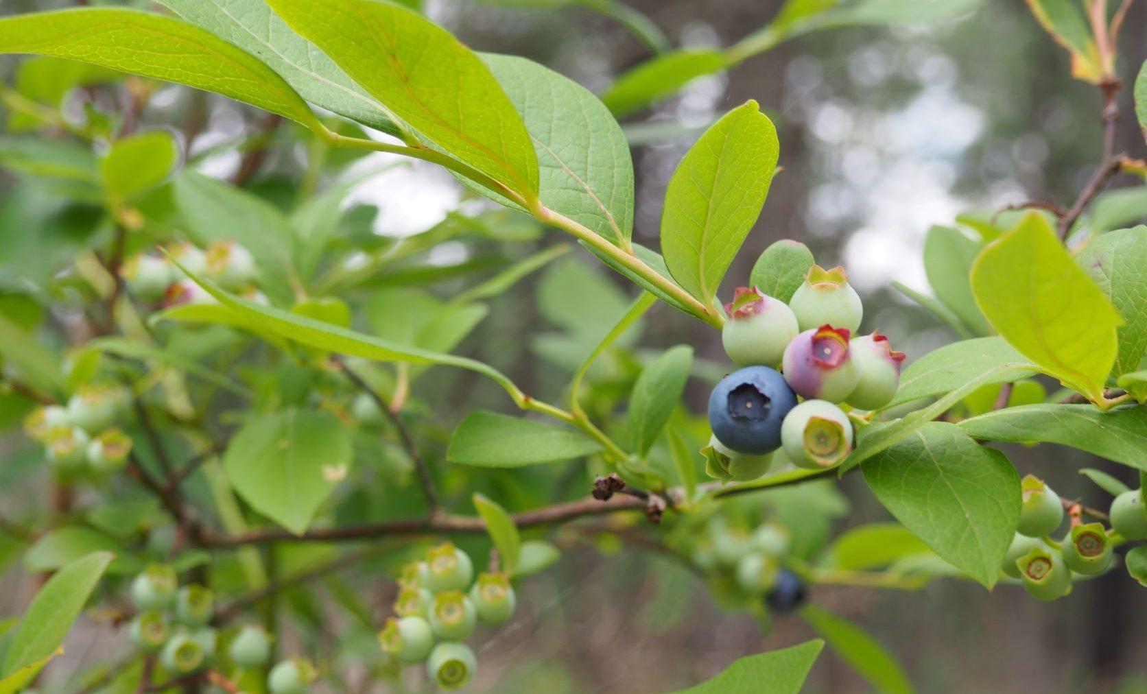 Blueberry, Vaccinium Corymbosum - View 6 from www redcrocus com