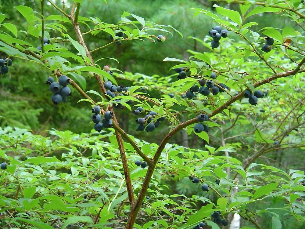 Blueberry, Vaccinium Corymbosum - View 7 from www redcrocus com