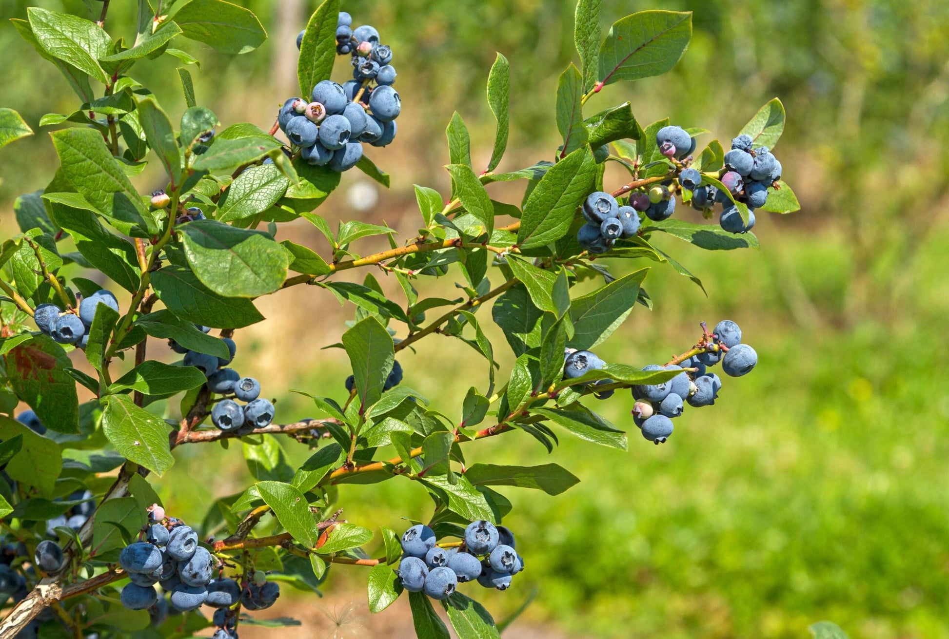 Blueberry, Vaccinium Corymbosum - View 9 from www redcrocus com