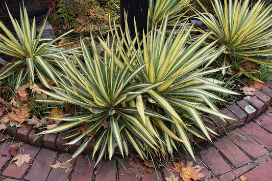 Yucca Filamentosa Color Guard - View 10 from www redcrocus com