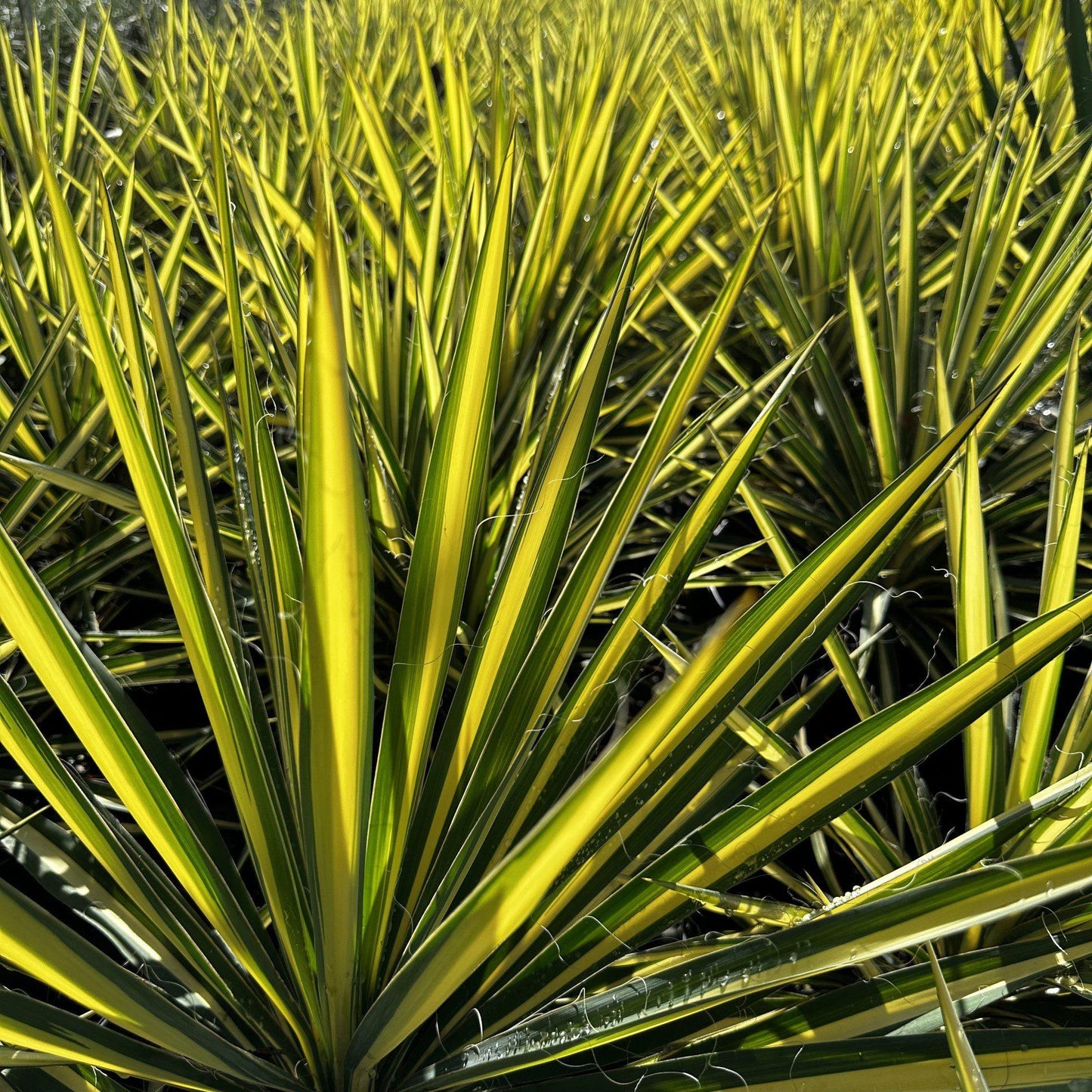 Yucca Filamentosa Color Guard - View 15 from www redcrocus com