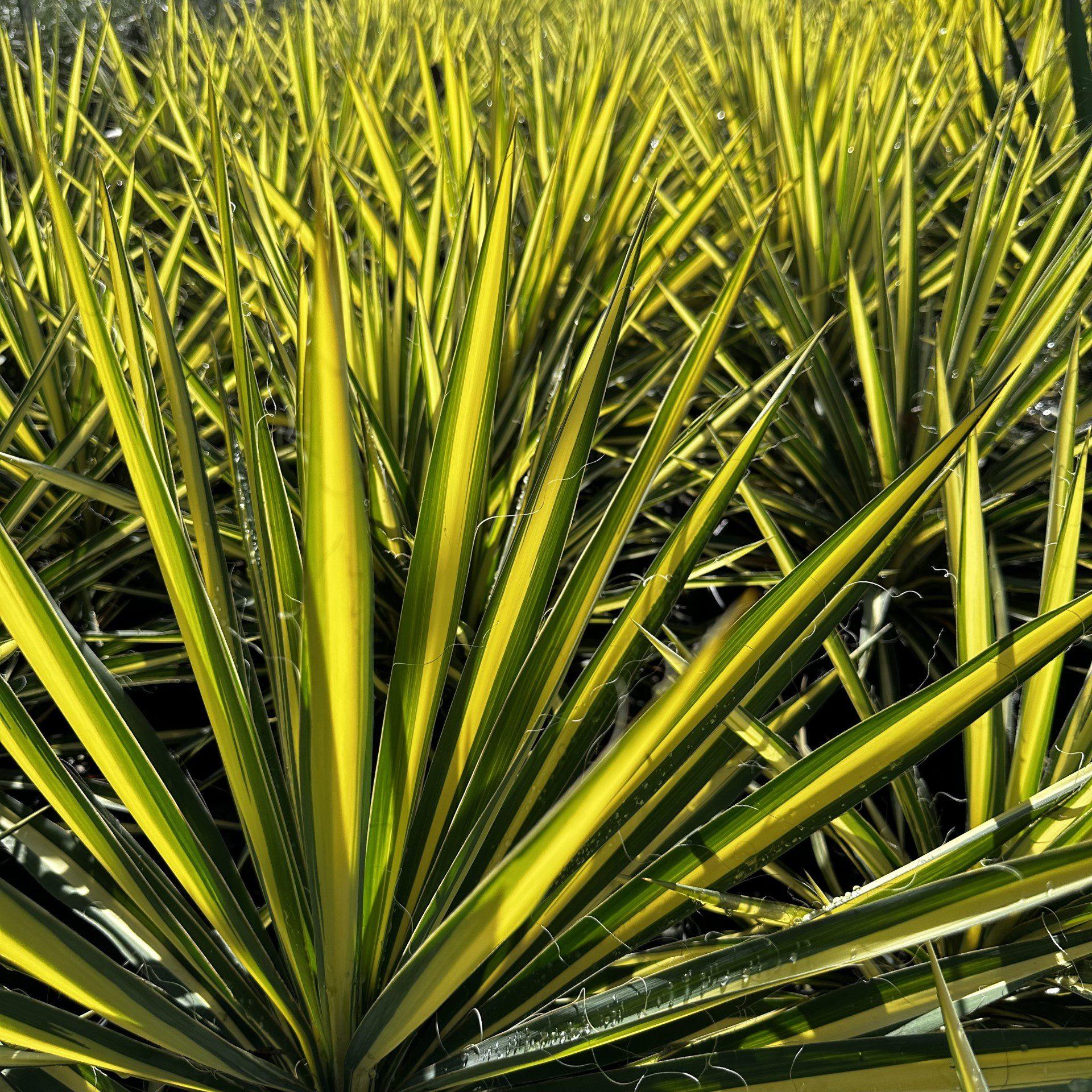 Yucca Filamentosa Color Guard - View 15 from www redcrocus com