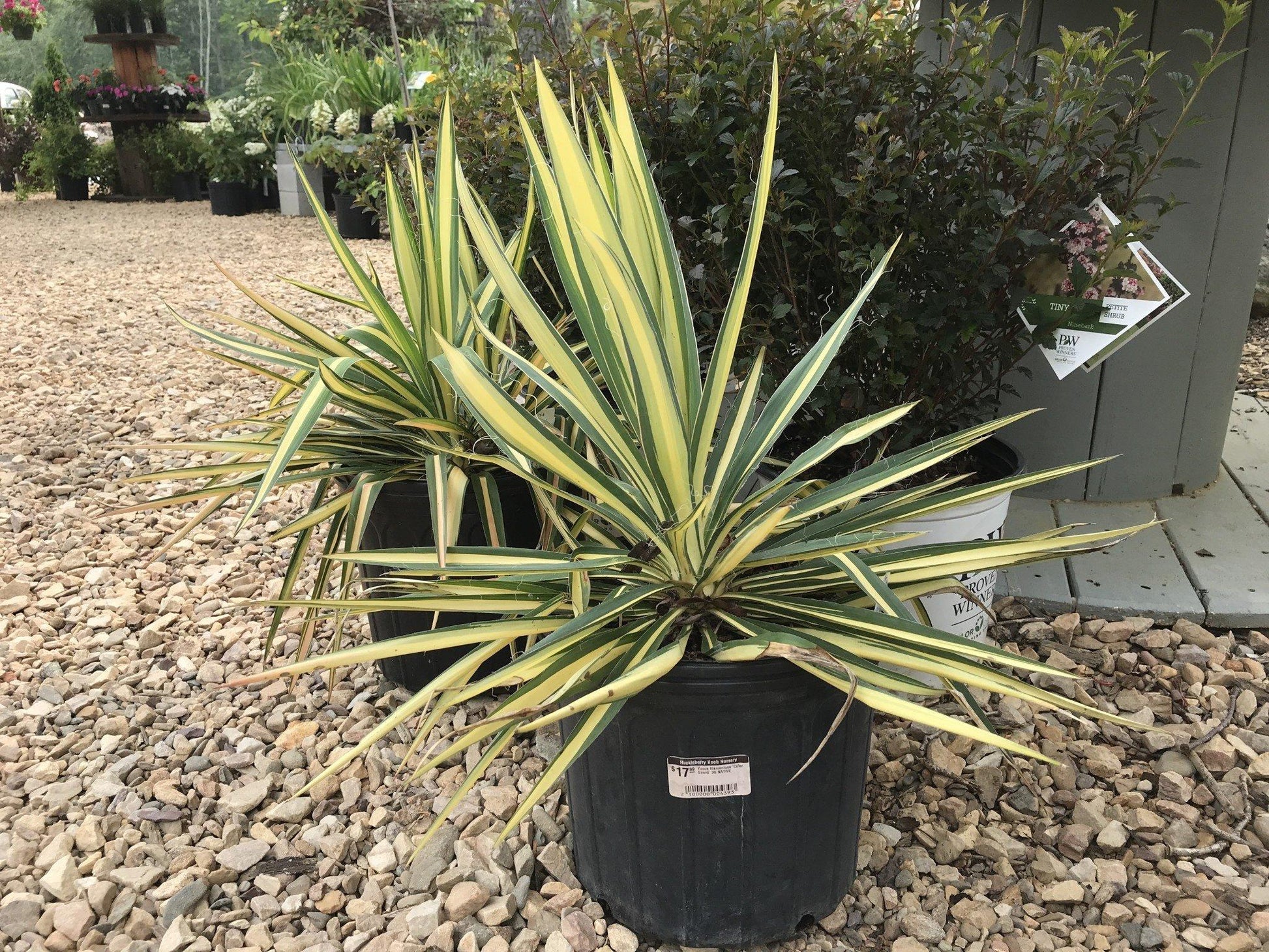 Yucca Filamentosa Color Guard - View 16 from www redcrocus com