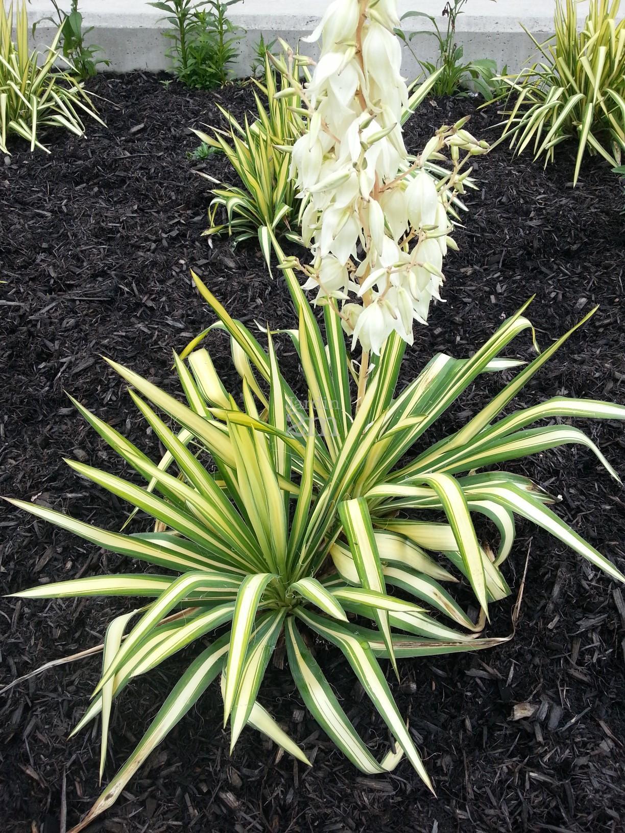 Yucca Filamentosa Color Guard - View 1 from www redcrocus com