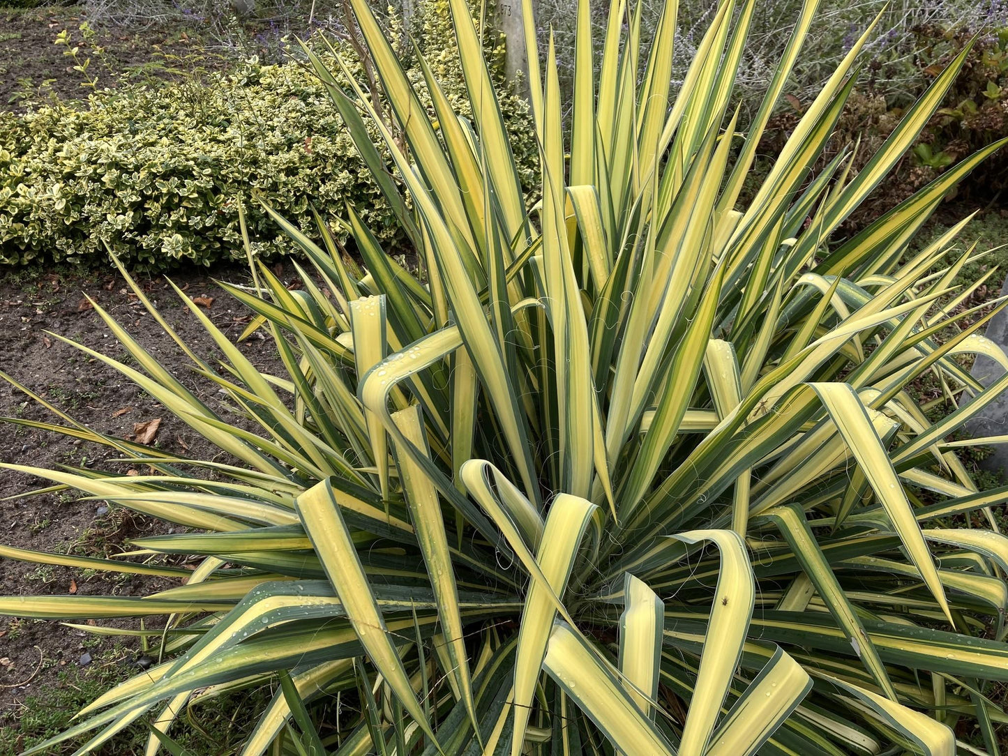 Yucca Filamentosa Color Guard - View 5 from www redcrocus com