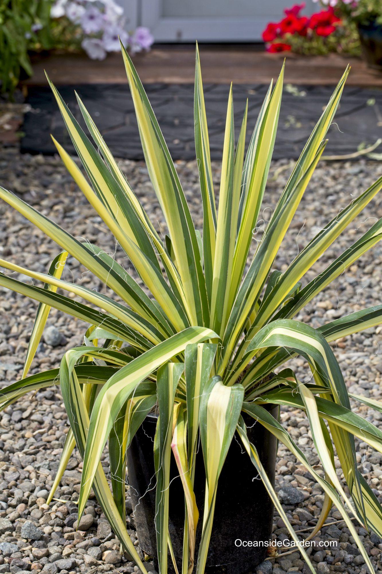 Yucca Filamentosa Color Guard - View 6 from www redcrocus com