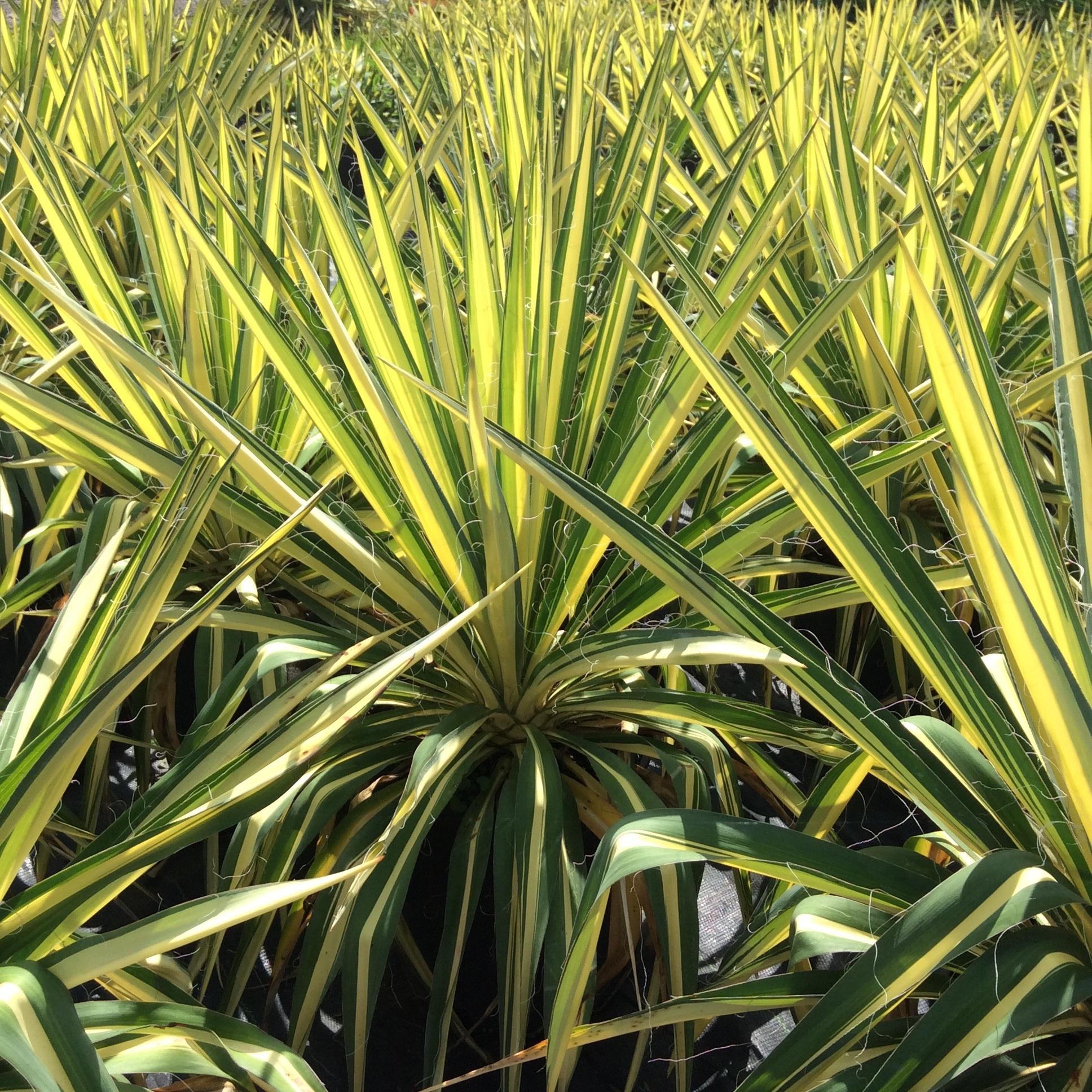 Yucca Filamentosa Color Guard - View 7 from www redcrocus com