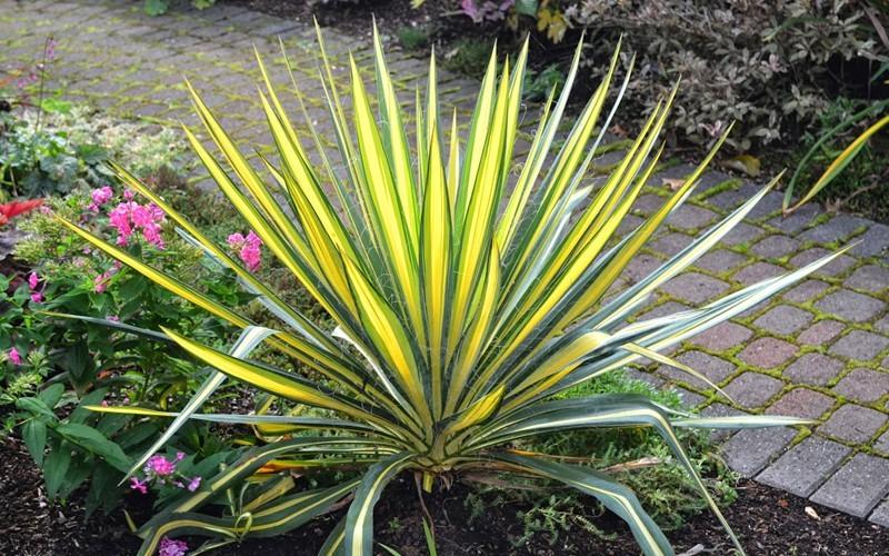 Yucca Filamentosa Color Guard - View 9 from www redcrocus com