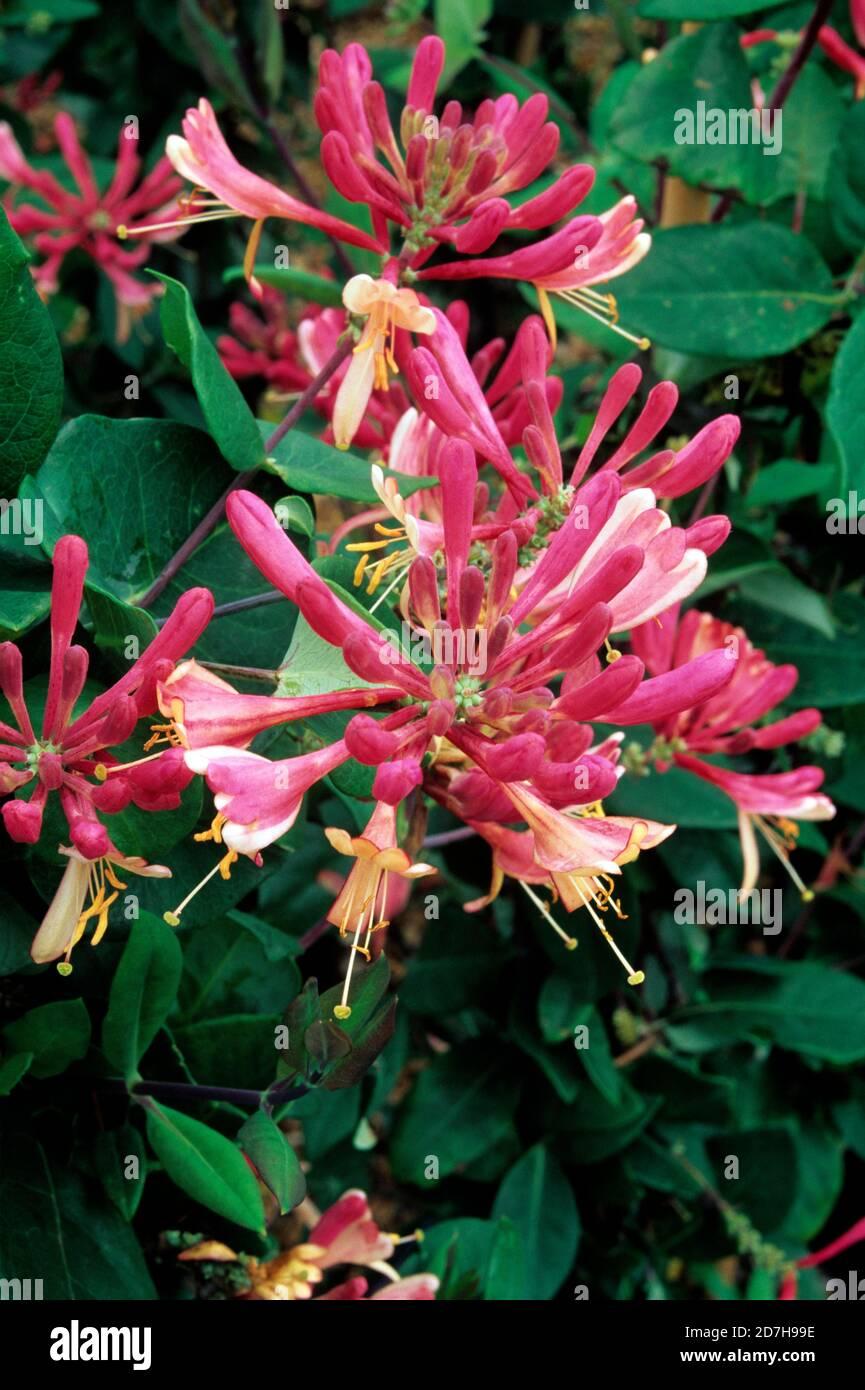 Lonicera X Heckrottii Gold Flame - View 10 from www redcrocus com