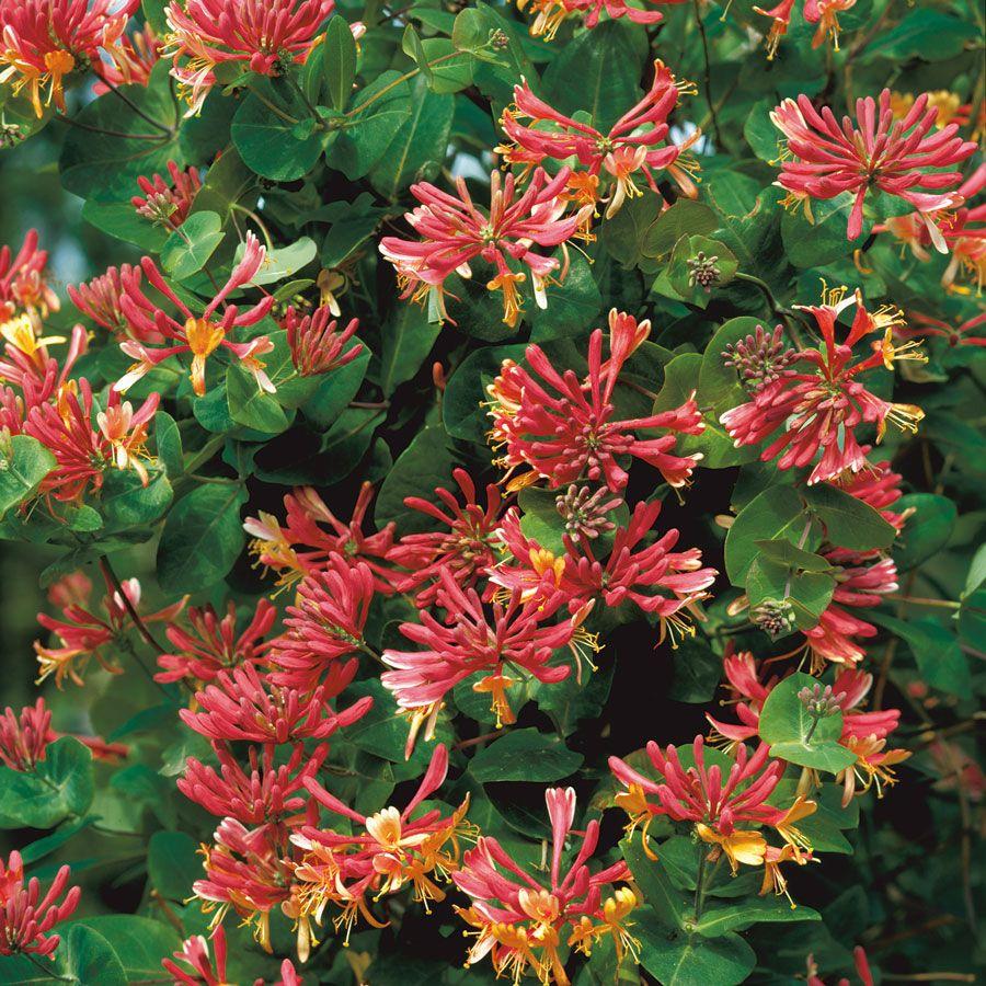 Lonicera X Heckrottii Gold Flame - View 2 from www redcrocus com