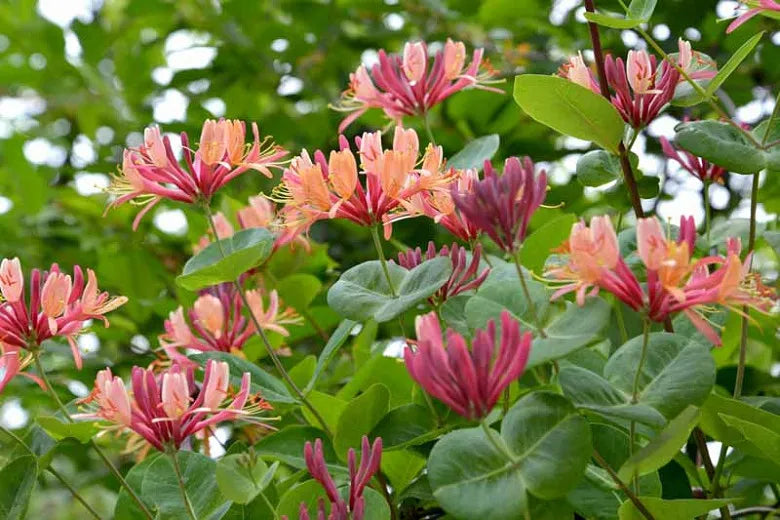 Lonicera X Heckrottii Gold Flame - View 3 from www redcrocus com