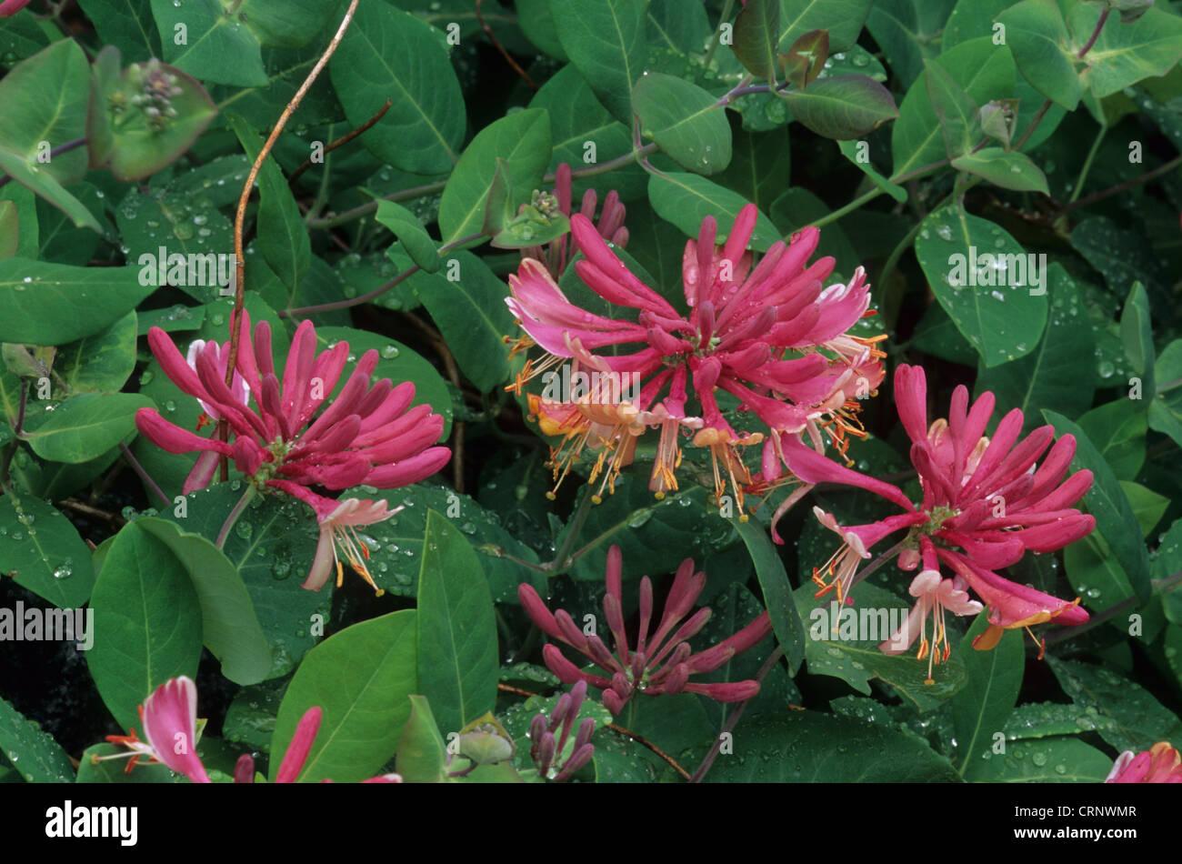 Lonicera X Heckrottii Gold Flame - View 4 from www redcrocus com