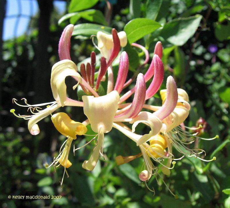 Lonicera X Heckrottii Gold Flame - View 5 from www redcrocus com
