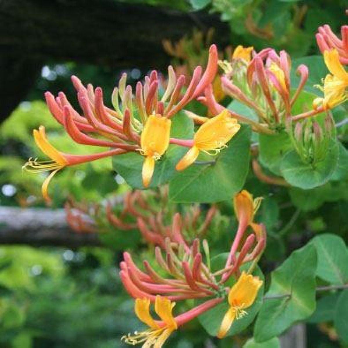 Lonicera X Heckrottii Gold Flame - View 9 from www redcrocus com