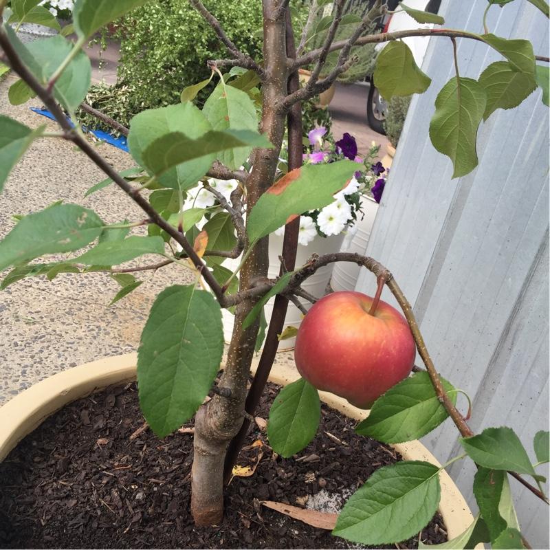 Malus Domestica Fuji - View 13 from www redcrocus com