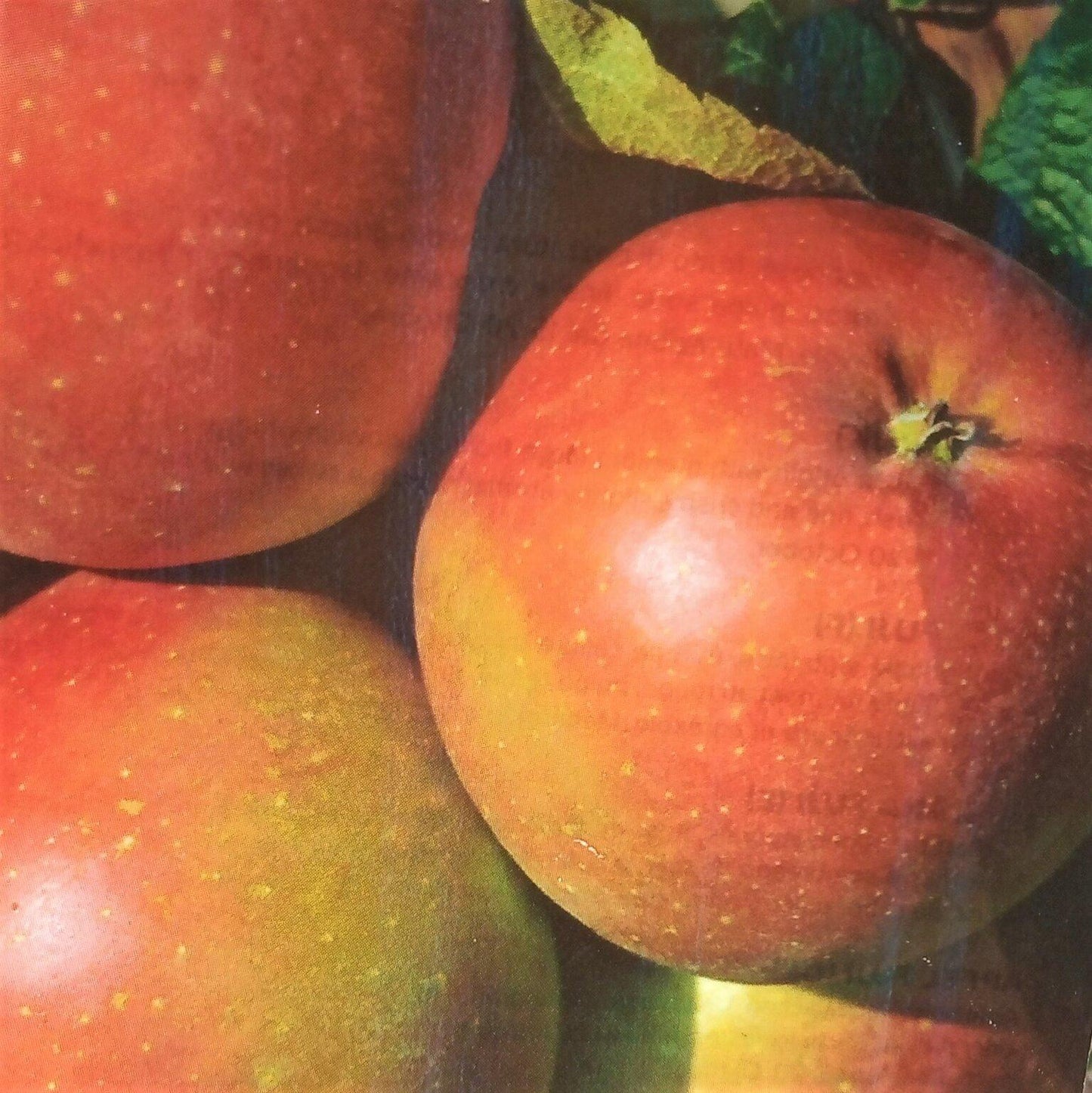 Malus Domestica Fuji - View 16 from www redcrocus com