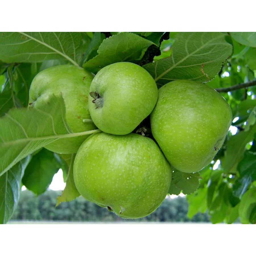 Malus Domestica Granny Smith - View 12 from www redcrocus com