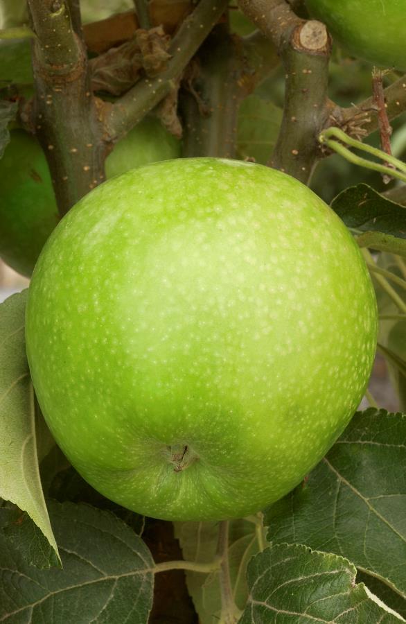 Malus Domestica Granny Smith - View 14 from www redcrocus com
