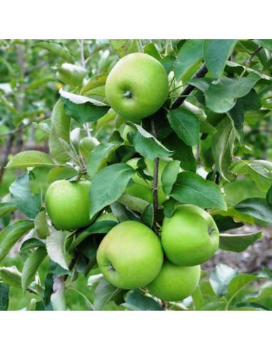 Malus Domestica Granny Smith - View 17 from www redcrocus com