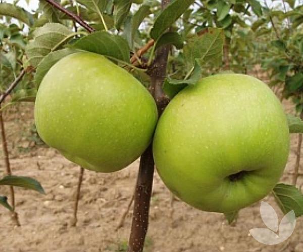 Malus Domestica Granny Smith - View 18 from www redcrocus com
