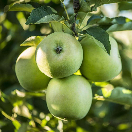 Malus Domestica Granny Smith - View 1 from www redcrocus com