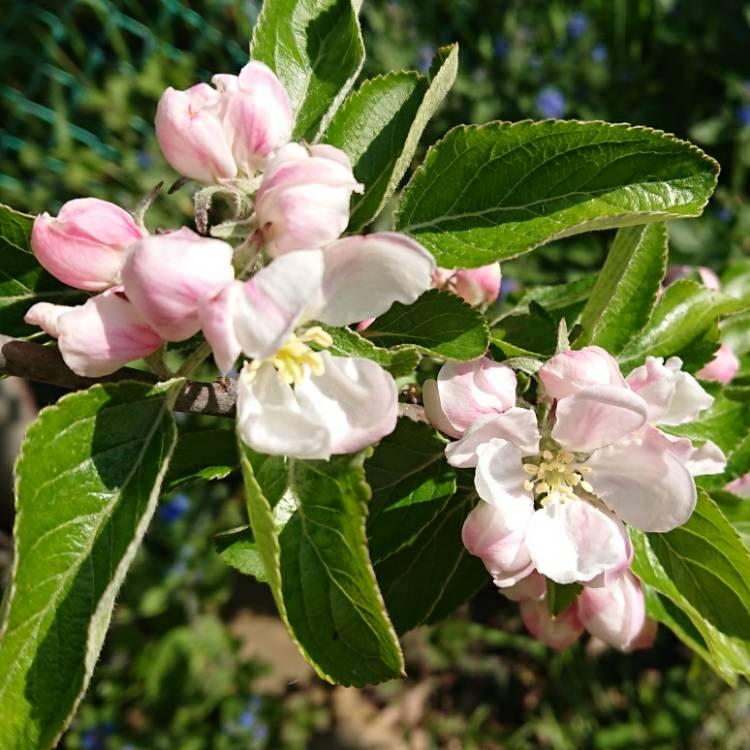 Malus Domestica Granny Smith - View 2 from www redcrocus com