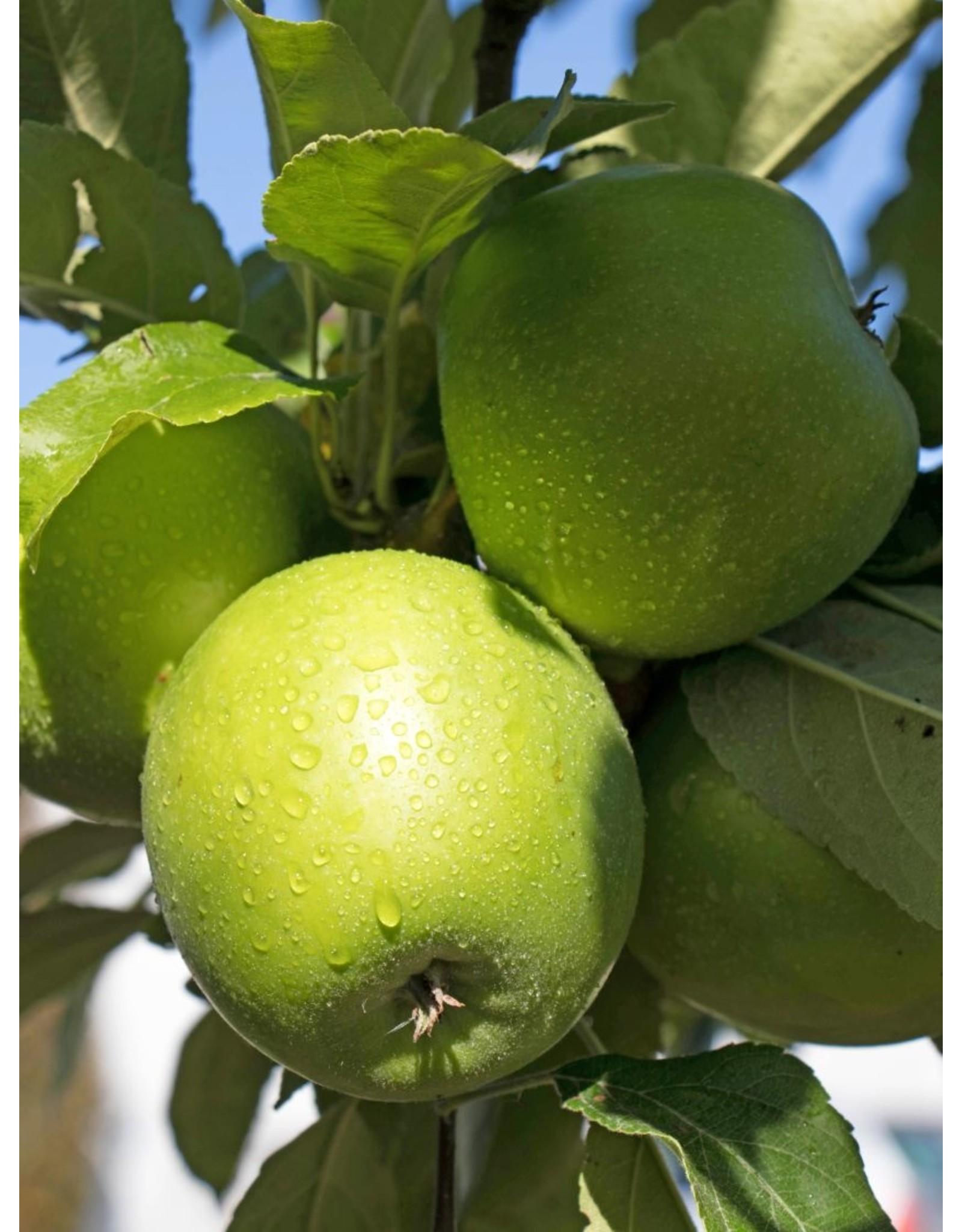 Malus Domestica Granny Smith - View 4 from www redcrocus com