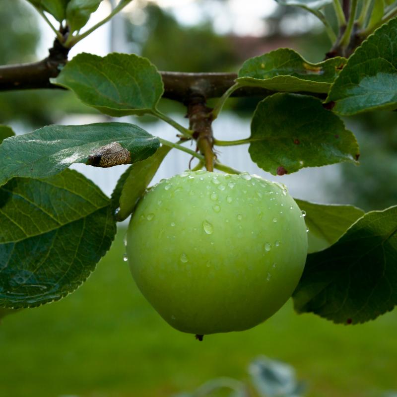 Malus Domestica Granny Smith - View 8 from www redcrocus com