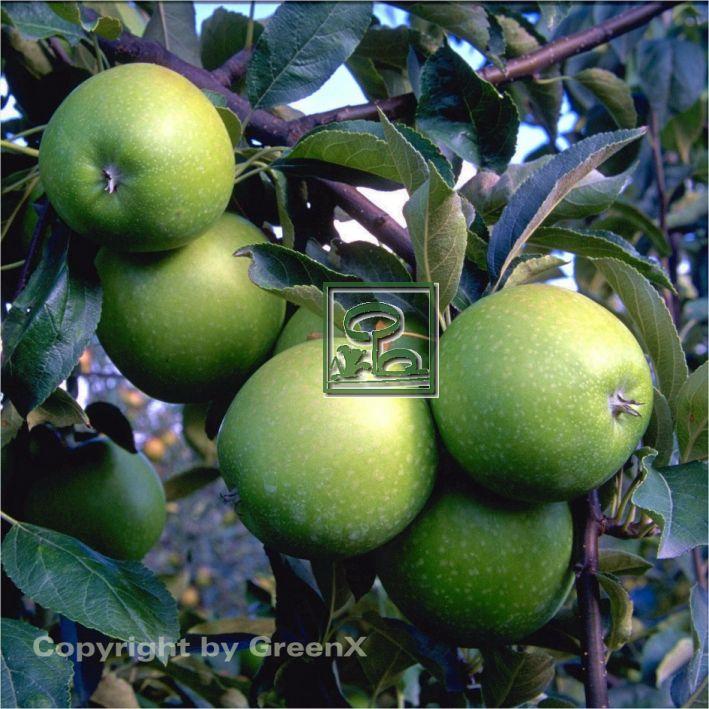 Malus Domestica Granny Smith - View 9 from www redcrocus com