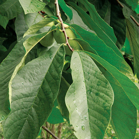 Asimina Triloba Pawpaw Single Stem - View 1 from www redcrocus com