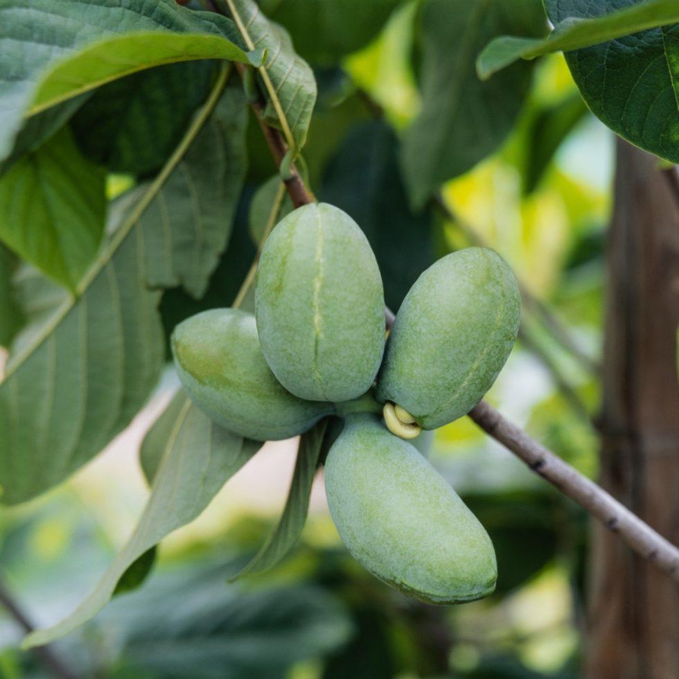 Asimina Triloba Pawpaw Single Stem - View 9 from www redcrocus com
