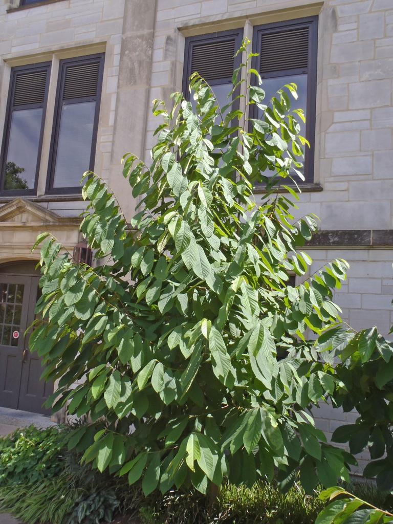 Asimina Triloba Pawpaw - View 12 from www redcrocus com