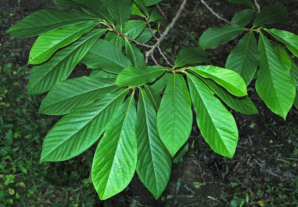 Asimina Triloba Pawpaw - View 13 from www redcrocus com