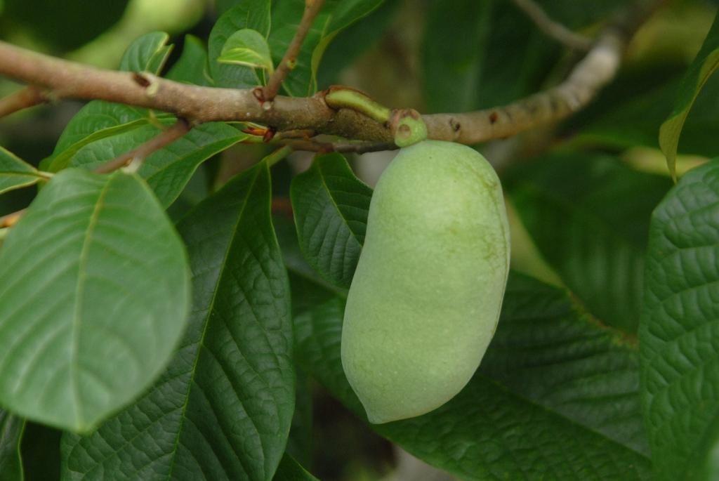 Asimina Triloba Pawpaw - View 14 from www redcrocus com
