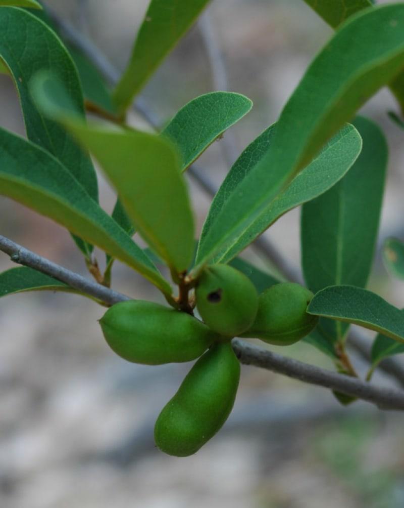 Asimina Triloba Pawpaw - View 19 from www redcrocus com